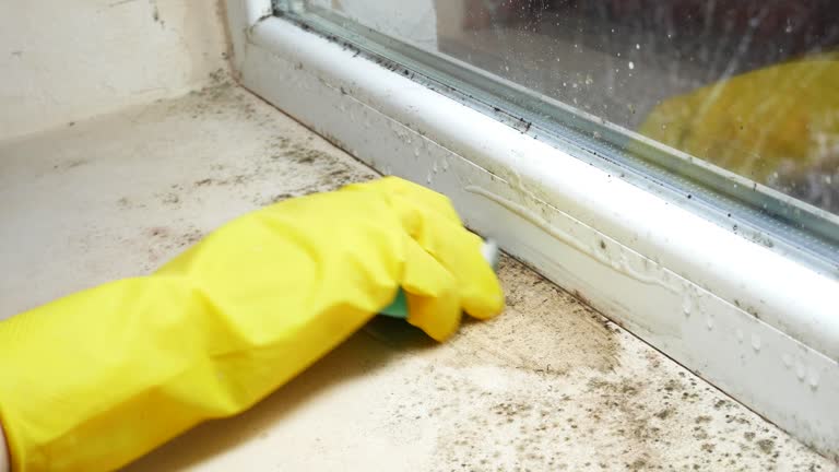 Best Mold Prevention Services  in Sand Lake, MI